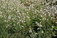 Crambe gomerae