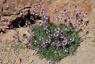 Erysimum bicolor