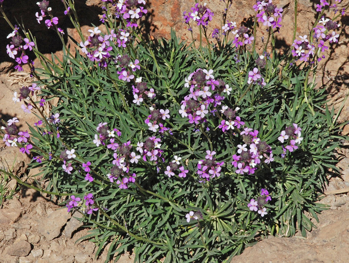 Erysimum bicolor