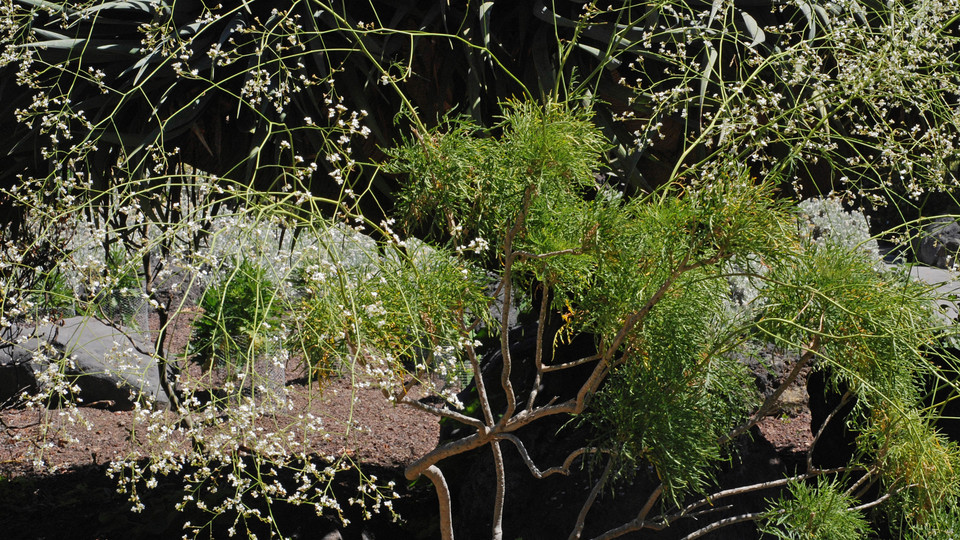 Crambe arborea