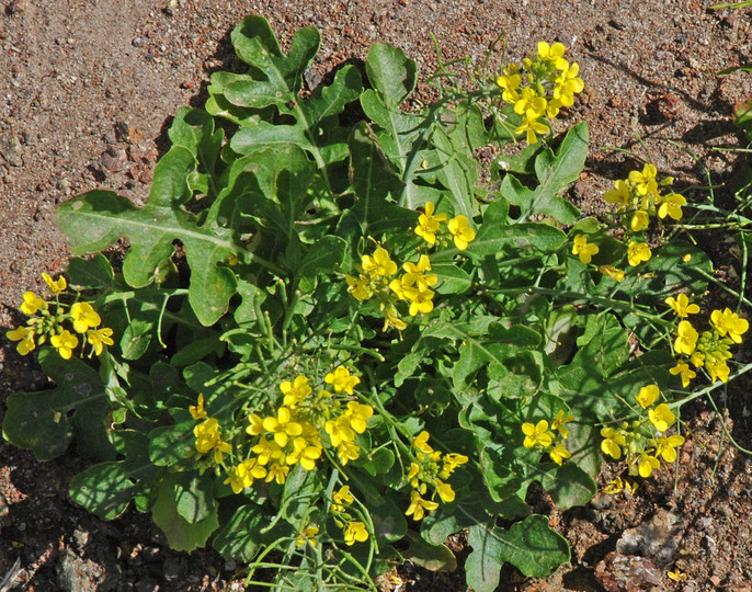 Erucastrum varium ssp. cardaminoides