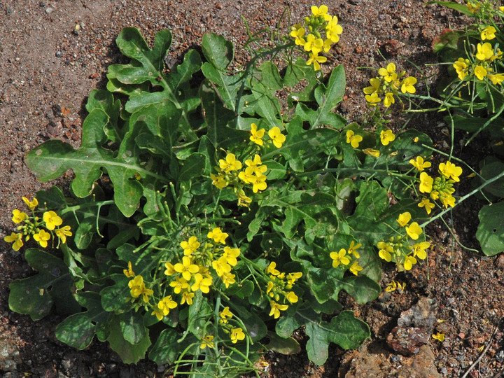 Erucastrum varium ssp. cardaminoides