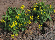 Erucastrum varium ssp. cardaminoides