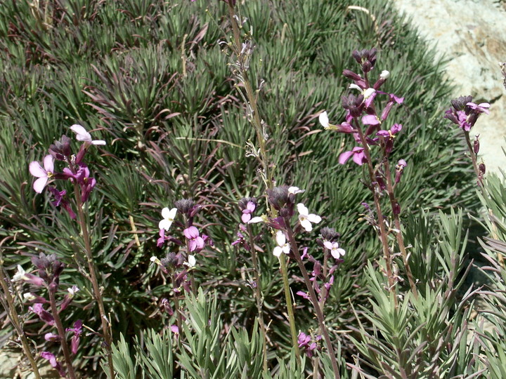 Erysimum scoparium