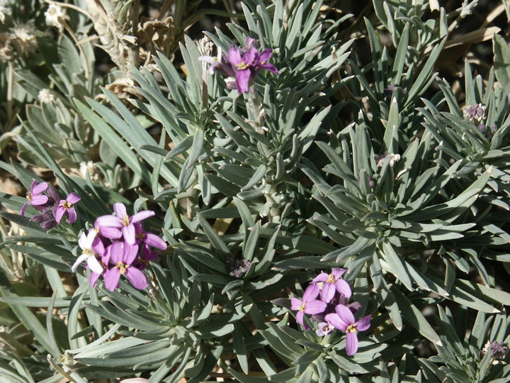 Erysimum scoparium