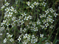 Lobularia canariensis