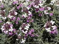 Erysimum bicolor