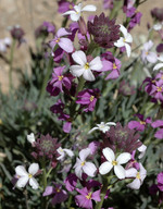 Erysimum bicolor