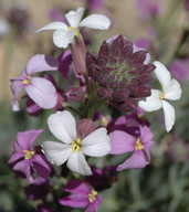 Erysimum bicolor