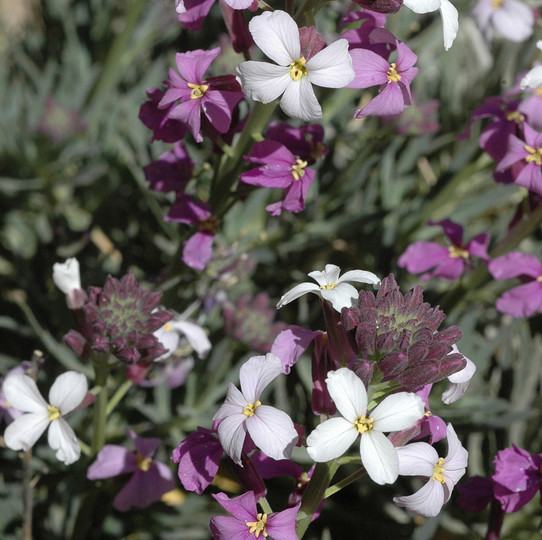 Erysimum bicolor