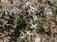 Matthiola longipetala