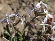 Matthiola longipetala