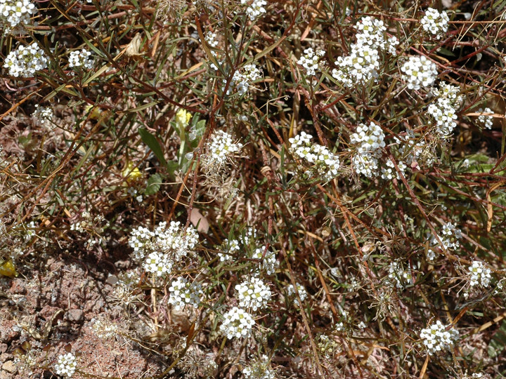 Lobularia canariensis