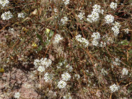 Lobularia canariensis