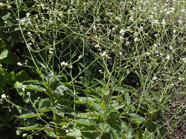 Crambe pritzellii