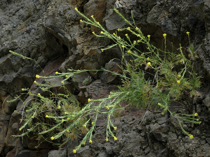 Descurainia preauxiana