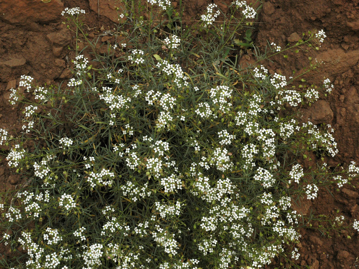 Lobularia canariensis