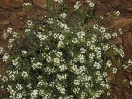 Lobularia canariensis