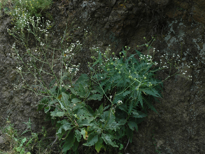 Crambe pritzellii