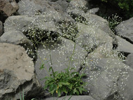 Crambe pritzellii