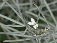 Parolinia ornata