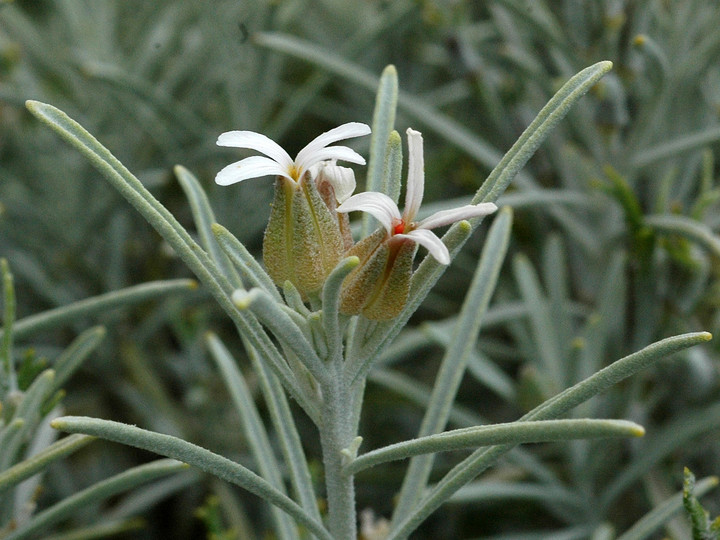 Parolinia ornata