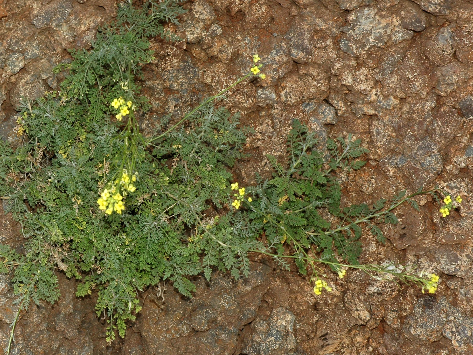 Descurainia millefolium