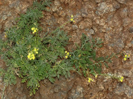 Descurainia millefolium