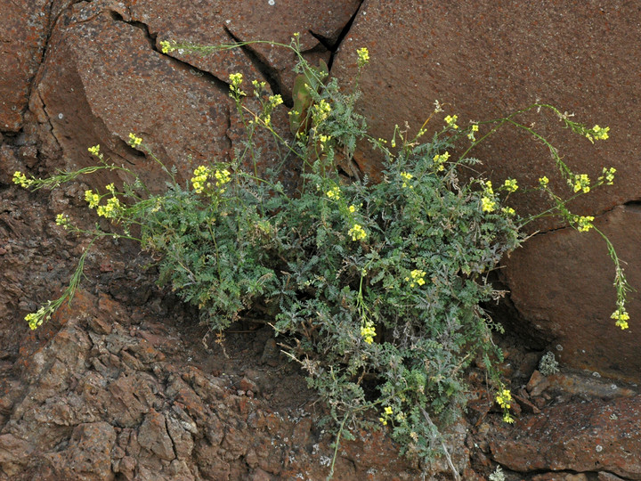 Descurainia millefolium