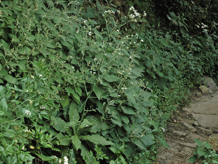 Crambe strigosa