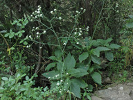 Crambe strigosa