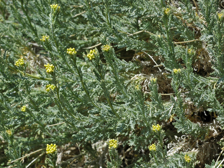 Descurainia bourgaeana