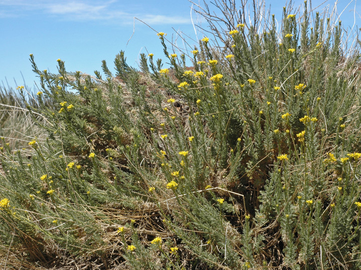 Descurainia bourgaeana