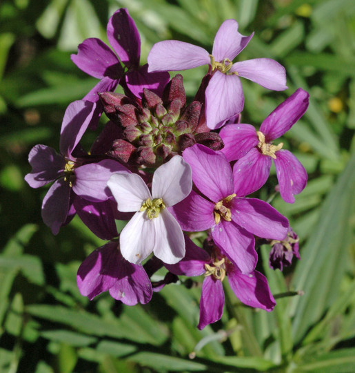 Erysimum bicolor