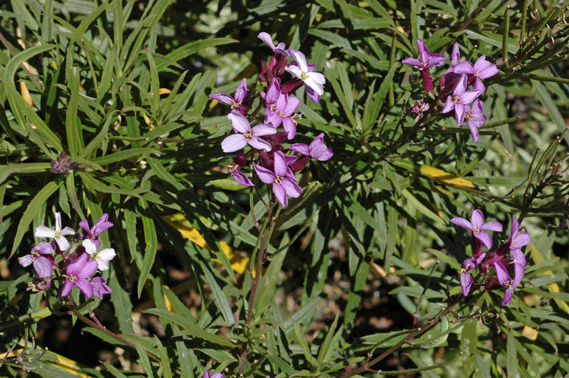 Erysimum bicolor