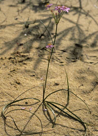 Burchardia rosea