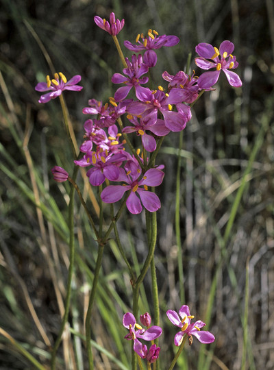 Burchardia rosea