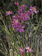 Burchardia rosea