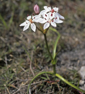 Burchardia umbellata