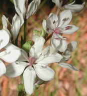 Buchardia umbellata