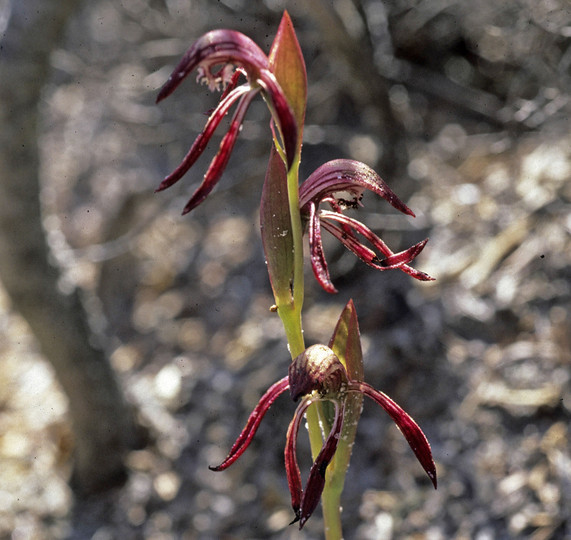 Burnettia nigricans