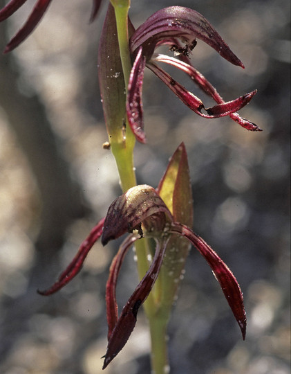 Burnettia nigricans