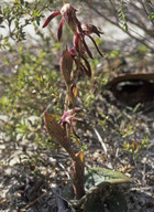 Burnettia nigricans