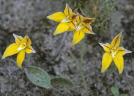 Caladenia flava