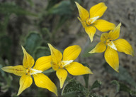 Caladenia flava