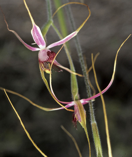 Caladenia huegelii?