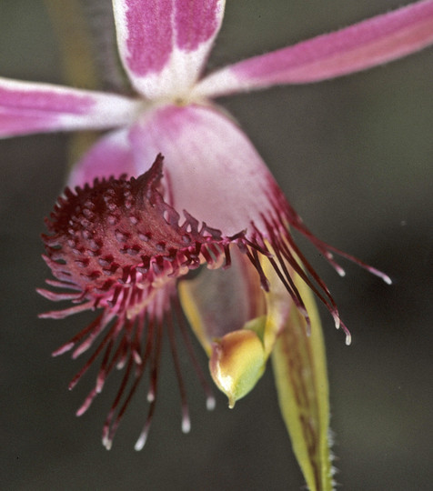 Caladenia huegelii?