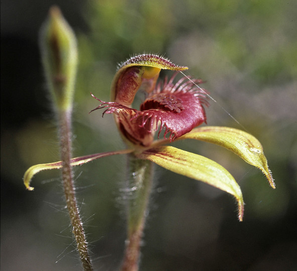 Caladenia discoidea