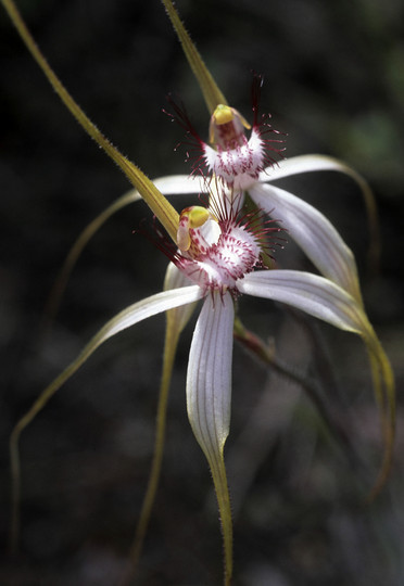 Caladenia longicauda coll.