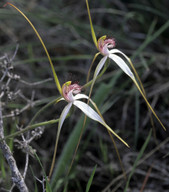 Caladenia longicauda coll.